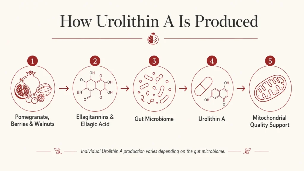 Diagram showing how gut bacteria convert compounds from pomegranates and berries into Urolithin A